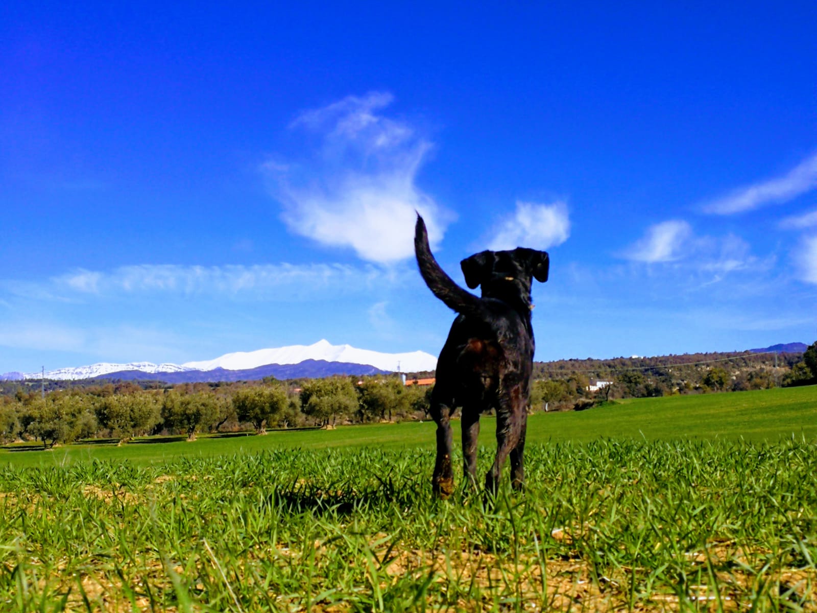 casa rural perros